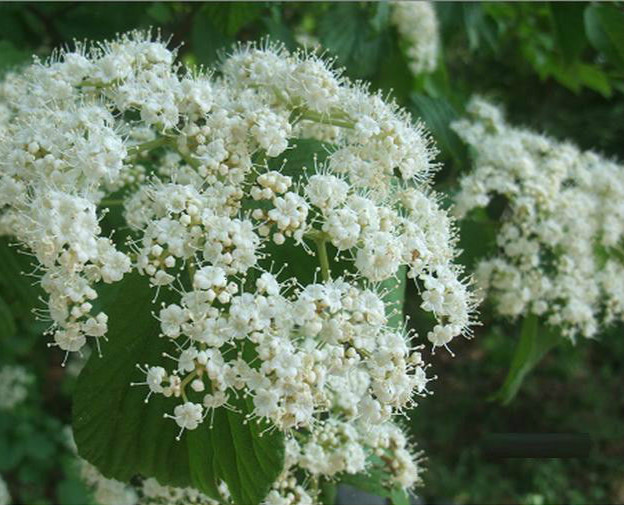 荚蒾(植物)