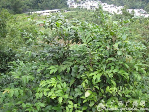 肥牛树(植物)