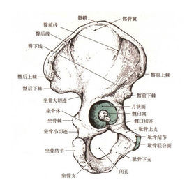 髋骨(科学名词)髋骨为人体腰部的骨骼,共左右两块.