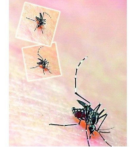 花斑蚊(其他生物相关)