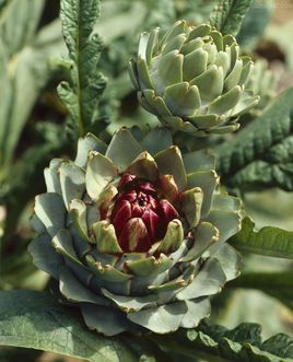 蓟,菜蓟,朝鲜蓟,法国洋蓟(frenchartichoke),球洋蓟(globeartichoke)