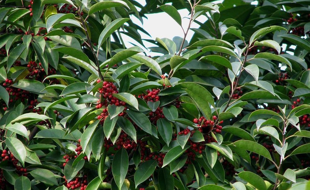铁冬青植物
