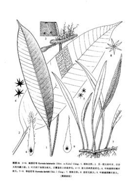 紙質石韋(植物)紙質石韋根狀莖略粗壯,長而橫走,密被狹披針形鱗片產