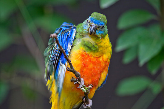 红胸侏鹦鹉(动物)