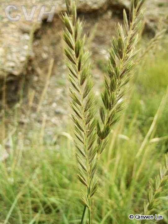 毛穗赖草 (植物)