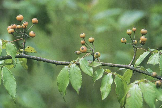 落懂端(植物)落懂端的别名小果蔷薇,小金樱,为蔷薇科(rosaceae)蔷薇属