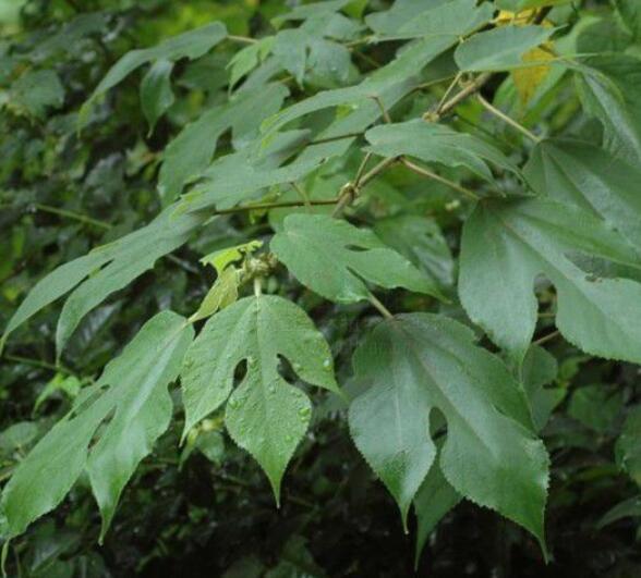 是桑科,桑属落叶乔木或灌木,无刺;冬芽具芽鳞,呈覆瓦状排列.