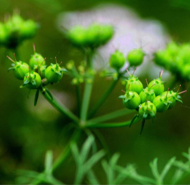 莞花果实图片