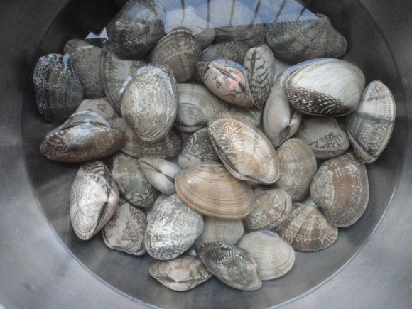 菲律宾明樱蛤动物