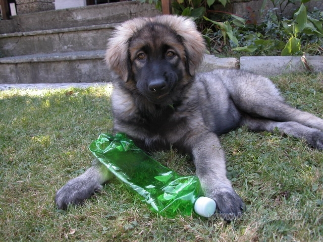 薩普蘭尼那克犬(動物)中文名:薩普蘭尼那克犬俗名別名:伊利里亞牧羊犬