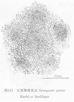 五角海绵星虫(动物)