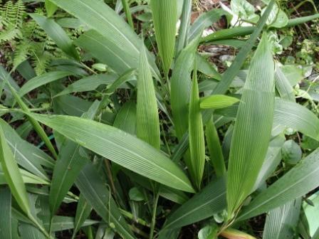 台风草(植物)_技点百科_技点网(植物)