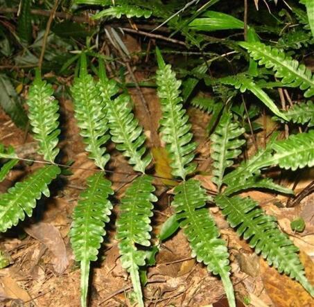 兩廣鳳尾蕨 (植物)