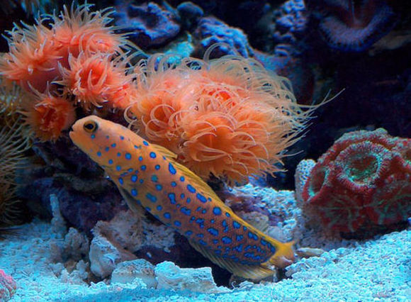 蓝点虾虎(动物)