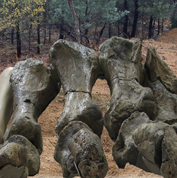 迪亚曼蒂纳龙(其他生物相关)迪亚曼蒂纳龙(学名:diamantinasaurus)是