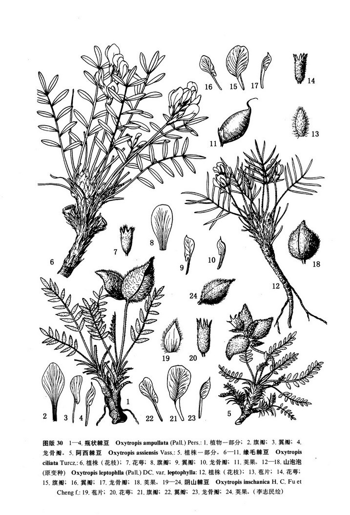 緣毛棘豆(植物)多年生草本,高5-20釐米,無地上莖或莖極短縮,葉基生,成