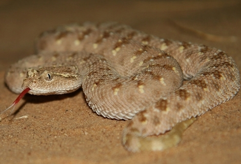 阿拉伯角蝰(动物)阿拉伯角蝰是蛇亚目蝰蛇科蝰亚科角蝰属下的一种有毒