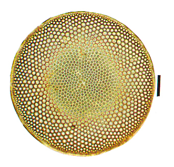 蛇目圆筛藻 (植物)