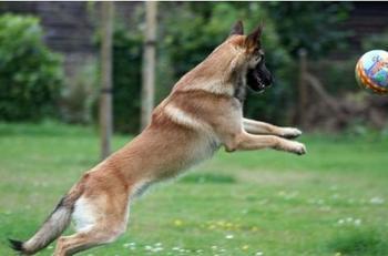 belgianmalinois,比利時瑪利諾犬是一種非常勻稱的狗,身體比例呈正