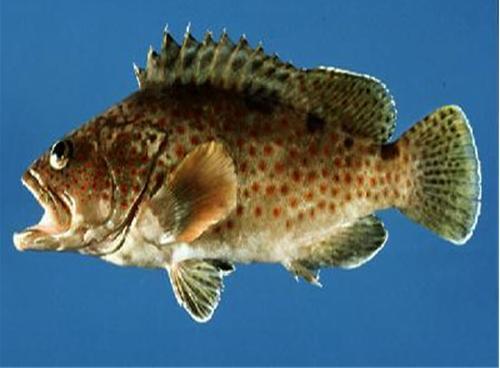 红棕石斑鱼动物