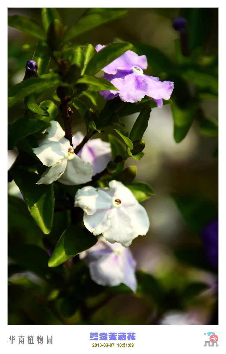 茄科鸳鸯茉莉属常绿矮灌木,是华北夏季露天摆放和冬季室内布置的优良