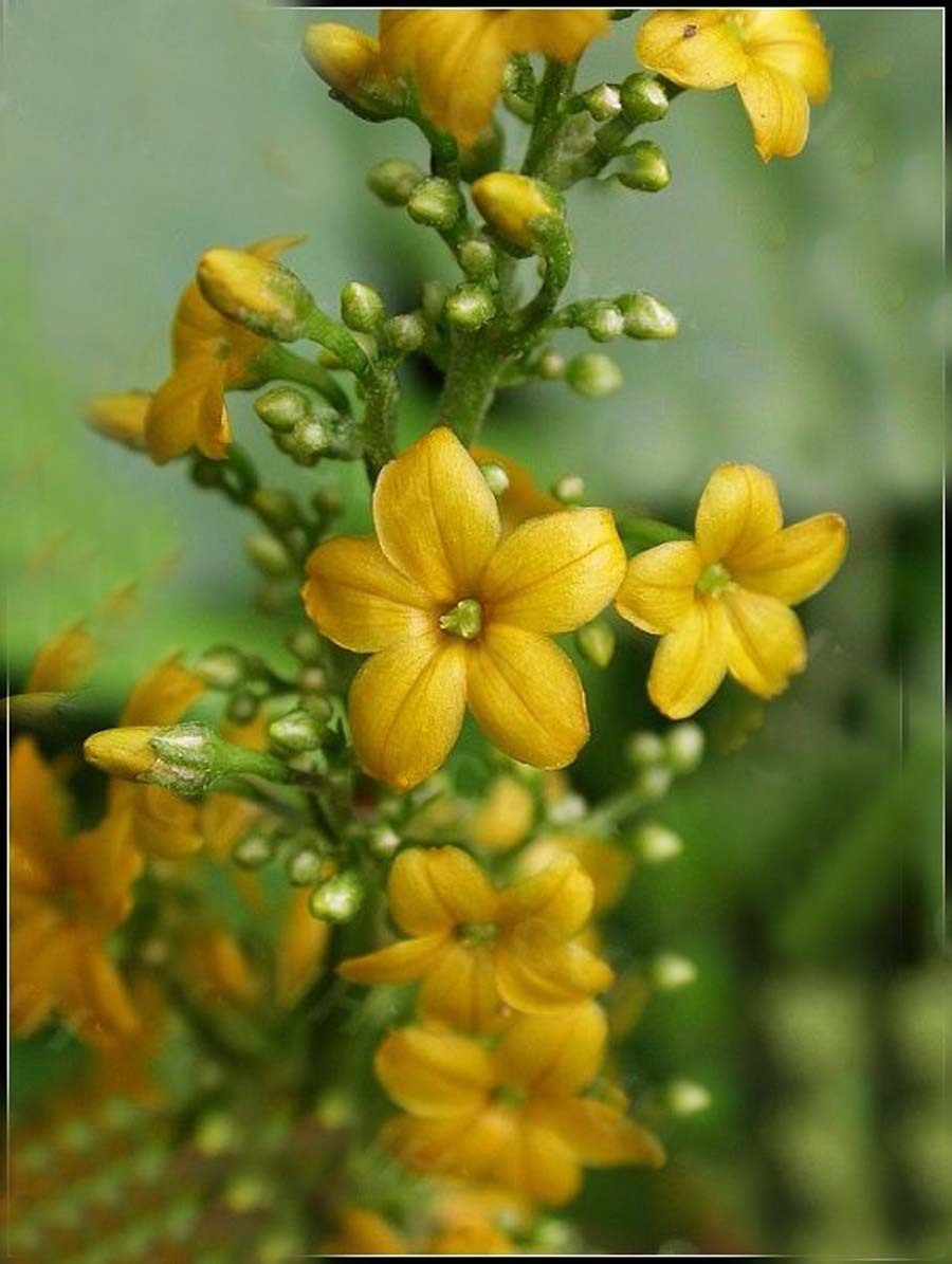 长梗三宝木 (植物)