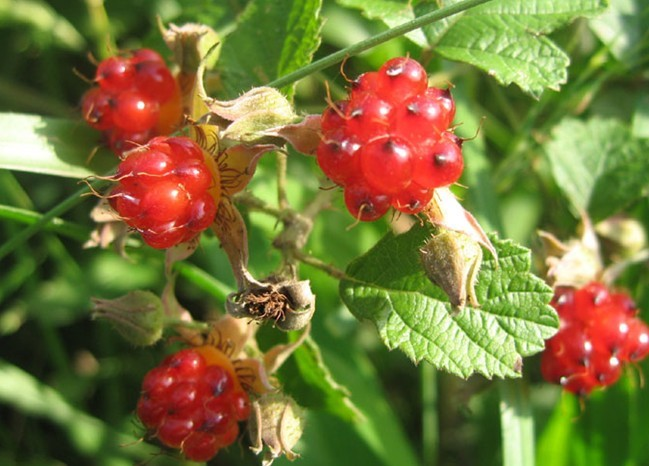 白里叶莓(公司)