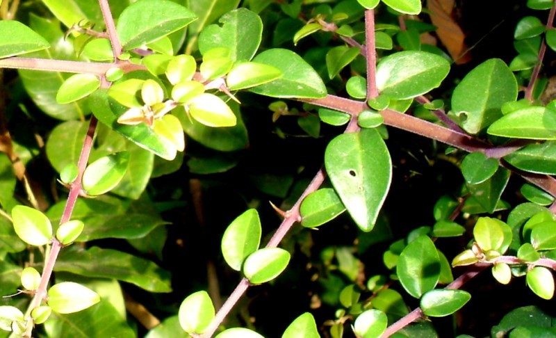 酸果藤(植物)酸果藤別名為酸藤子,酸藤果,山鹽酸雞,酸醋藤,入地龍,信