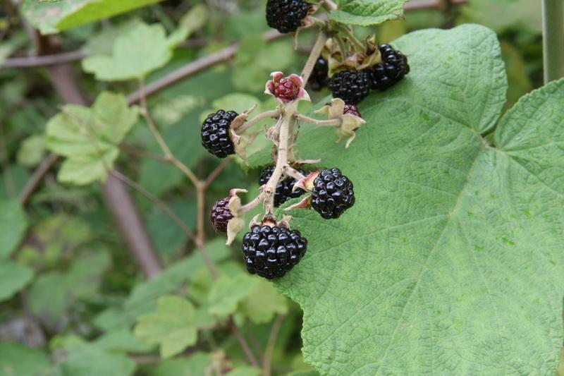 乌泡手(植物)_技点百科