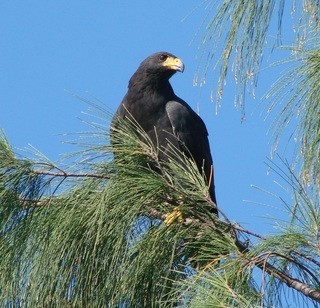 黑鸡鵟(其他生物相关)黑鸡鵟,buteogallus anthracinus (deppe, 1830)