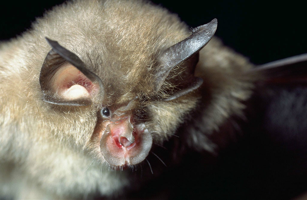 菊头蝠科动物