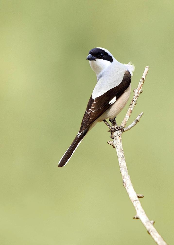 黑额伯劳 (动物)