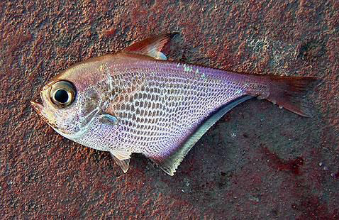 单鳍鱼科 (动物)