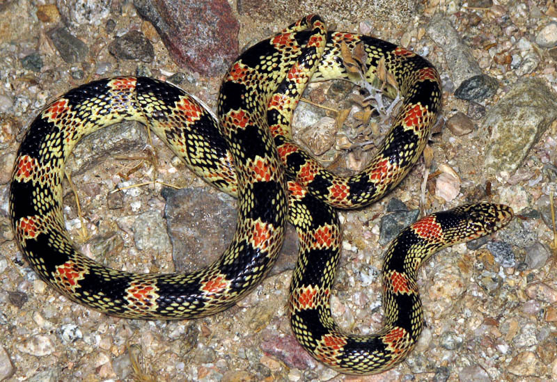 疣唇蛇其他生物相关