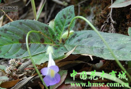 斑叶唇柱苣苔 (植物)