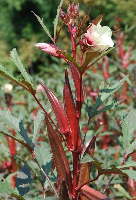红秋葵植物