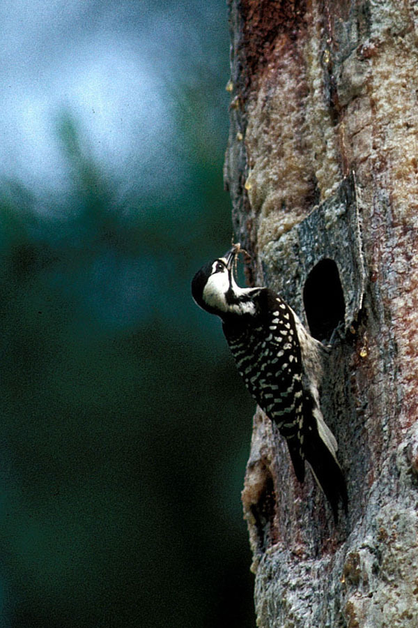 红顶啄木鸟 (动物)