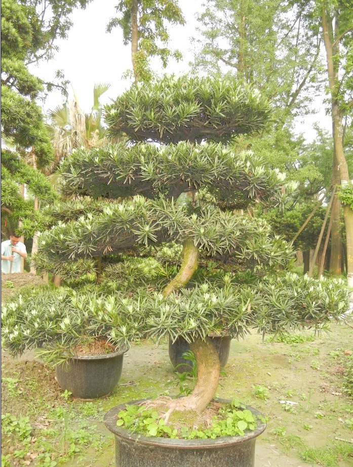 羅漢松樁頭盆景 (植物)