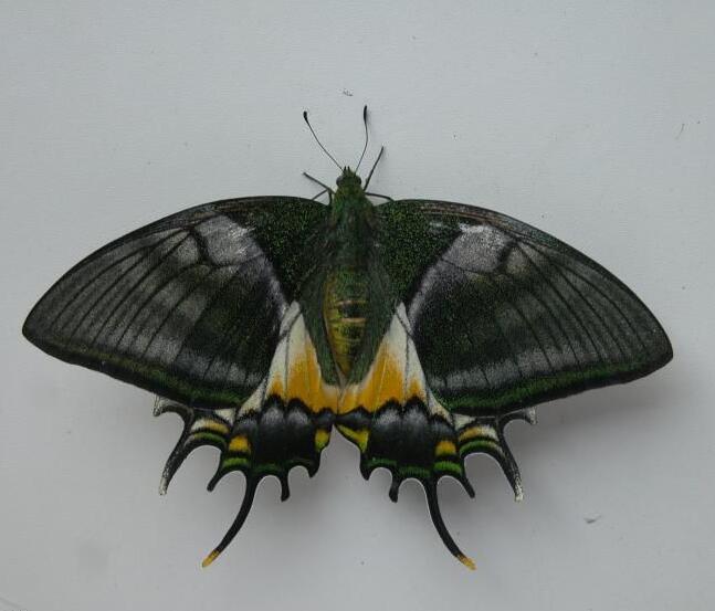 金斑喙凤蝶 (动物)