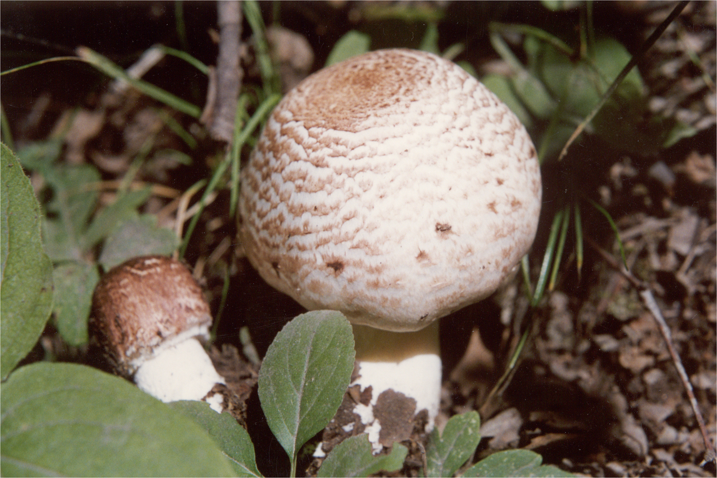 双环林地蘑菇(其他生物相关)