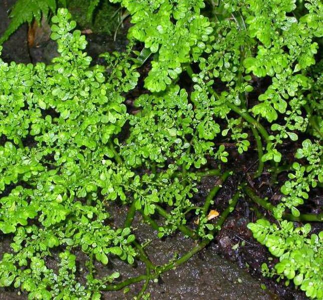 小葉冷水花(植物)