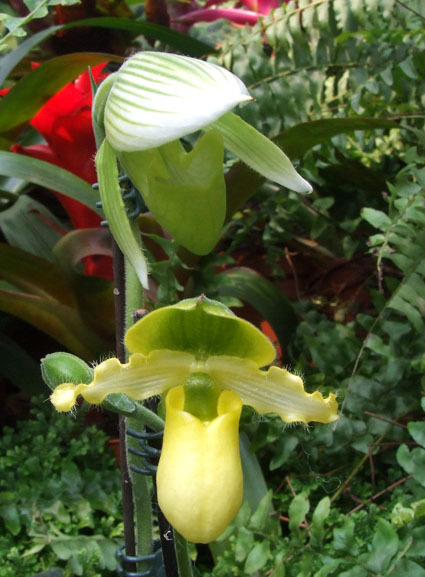 报春兜兰 (植物)