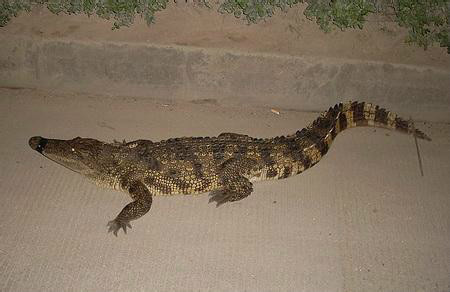 泰国湾鳄 (动物)