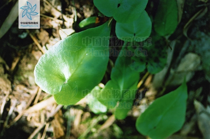 细辛蕨植物