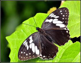 白斑眼蝶其他生物相关