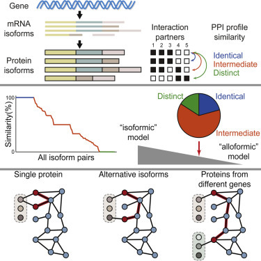 蛋白质剪接 (分子生物学)