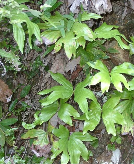 扇蕨(植物)