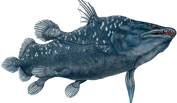 超古深海王空棘鱼图片