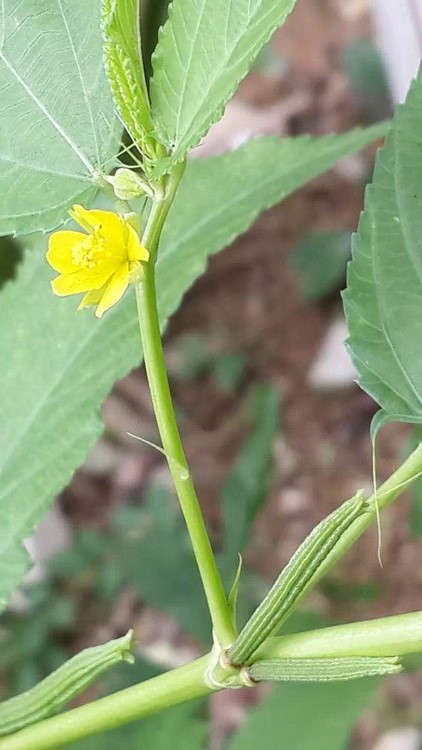 长蒴黄麻植物