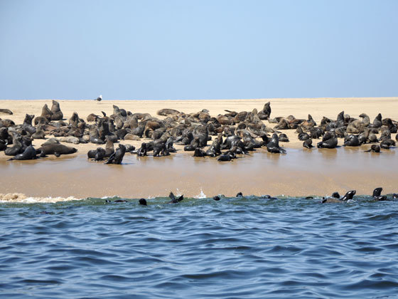 鯨灣(海灣)鯨灣港(walvisbay,亦稱沃爾維斯灣),即納米比亞沃爾維斯灣